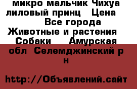 микро мальчик Чихуа лиловый принц › Цена ­ 90 - Все города Животные и растения » Собаки   . Амурская обл.,Селемджинский р-н